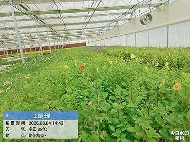 flowers: Рассада декоративных однолетников из теплицы - Ассортимент: цинния — 6