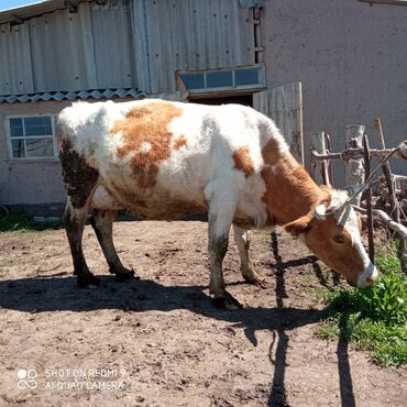 Коровы, быки: Продаю | Корова (самка) | Симментальская | Для молока