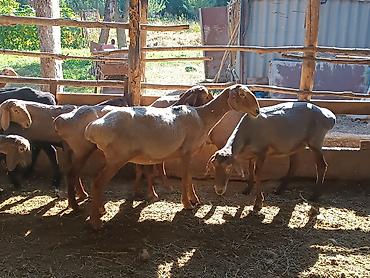 кой машынка: Продаю | Баран (самец) — 5