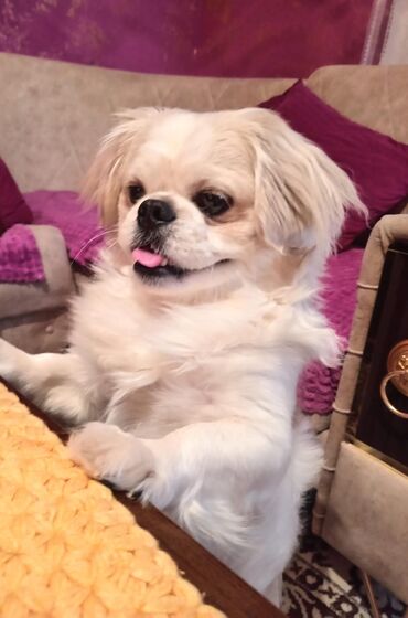 İtlər: Pekines, 1 il, Erkek, Peyvəndli, Ünvandan götürmə