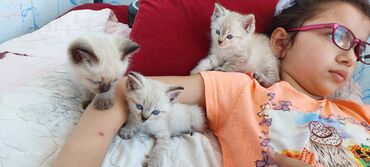 sirin pisik sekilleri: Коты