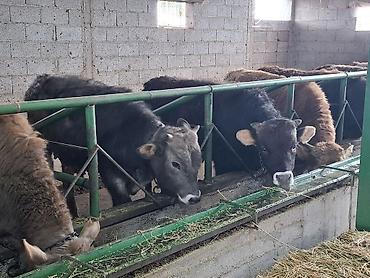 Коровы, быки: Продаю | Бык (самец) | Алатауская | На откорм | Племенные, Привязанные at lalafo.kg — 5 Коровы, быки: Продаю | Бык (самец) | Алатауская | На откорм | Племенные, Привязанные — 5