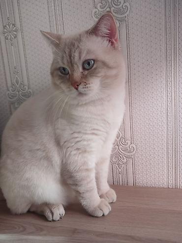 Pişiklər: Britan — 5