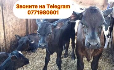 купить корм для перепелов несушек: Продаю | Бык (самец), Тёлка, Музоо, торпок | На откорм, На забой, Для разведения