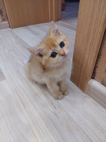 Pişiklər: Qızıl şinşilla, Erkək, Dişi, Yaxşı əllərə, Ünvandan götürmə -da lalafo.az — 11 Pişiklər: Qızıl şinşilla, Erkək, Dişi, Yaxşı əllərə, Ünvandan götürmə — 11