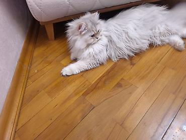 Pişiklər: Dişidi çütleşdirilir 0702500507 — 4