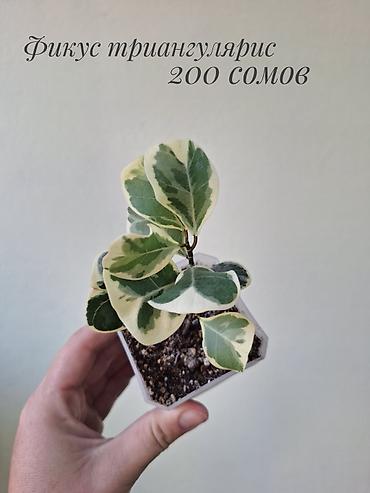фикусы: 🌿 В продаже фикусы разных сортов (детки/молодыерастения). 💚 Названия — 6