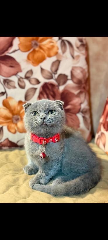 Кошки: Шотландская вислоухая — 1