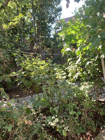 Bağ və bostan üçün digər məhsullar: Продаю землю в амираджанах около рельсов комсомольская дорога4 сотки — 8