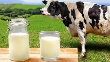 наливной пол в баку: 🥛 TƏMİZ FERMADAN TƏBİİ SÜD – YALNIZ KEYFİYYƏT AXTARANLAR ÜÇÜN! ✅