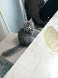 купить породистую кошку: Кому нужна кошечка? Отдам в хорошие руки. К лотку приучена . Всё