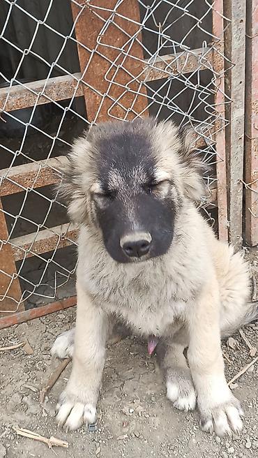 İtlər: Kanqal -da lalafo.az — 8 İtlər: Kanqal — 8