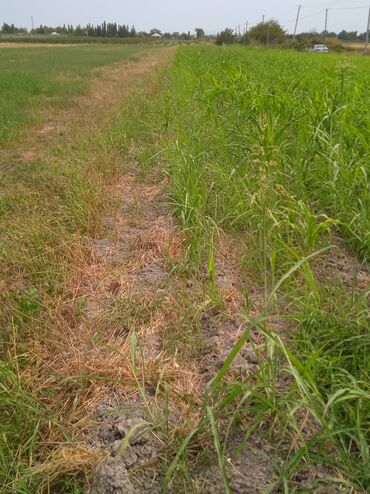 Torpaq sahələrinin satışı: 36 sot, Kənd təsərrüfatı, Kupça (Çıxarış) — 13