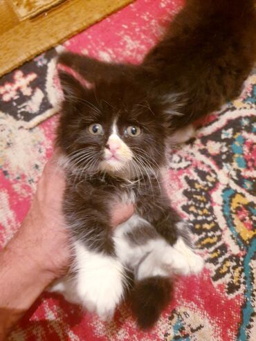 Pişiklər: Məhsul: Ev pişiyi və balası Təsvir: - Şəkillərdə iki pişik görünür — 10