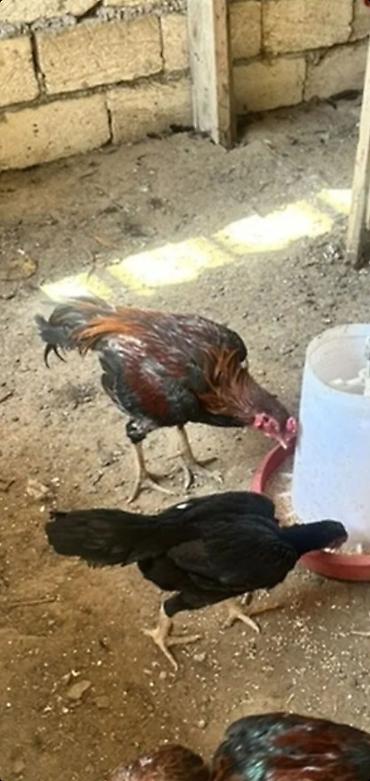 sumqayıtda cücə satışı: Toyuq, Damazlıq, Ünvandan götürmə, Ödənişli çatdırılma — 2