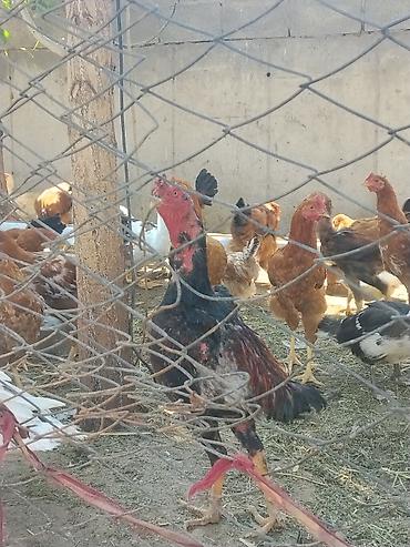 аллер аква цена: Ушул дакан короз сатылат баасы 2500 или обмен жайдары тооко дакан — 1