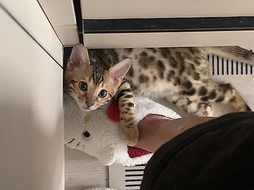 куплю породистого котенка: Бенгальская, 3 месяца, Мальчик, Приучена к лотку — 2