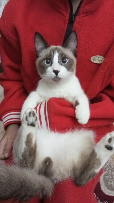 сколько стоит кошка породы мейн кун: Сиам, 5 айлык, Эркек, Биколор, Лотокко барууга үйрөтүлгөн