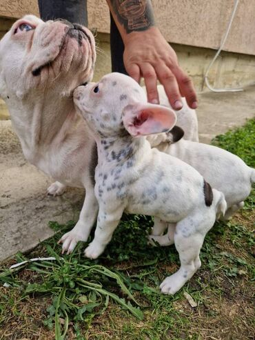 Psi: Štenci francuskog buldoga, oštenjeni 28.07, čekaju svoje nove na lalafo.rs — 3 Psi: Štenci francuskog buldoga, oštenjeni 28.07, čekaju svoje nove — 3