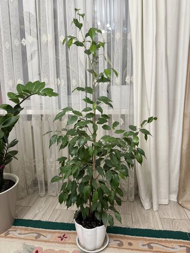 ковры в бишкеке дордой цены: Фикус Бенджамина
Высота 1,20 м