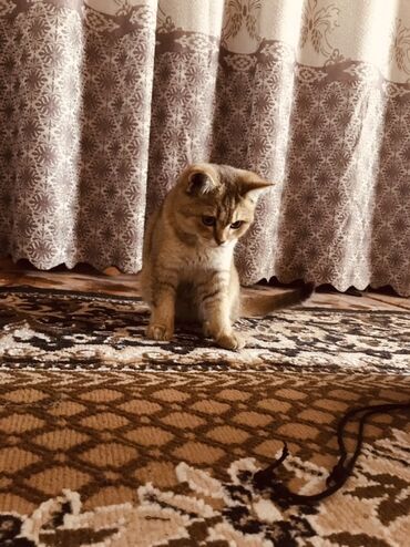 котята саванна купить: Породистый котёнок золотого окраса (теплый золотисто-рыжий тон с
