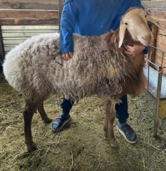 сколько стоит кролик домашний: Продаю | Баран (самец) | Полукровка, Меринос | Для разведения | Племенные