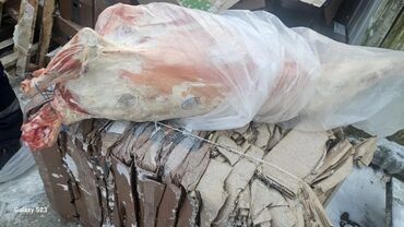 Мясо: Баранина : Лопатка, Более 10 кг — 11