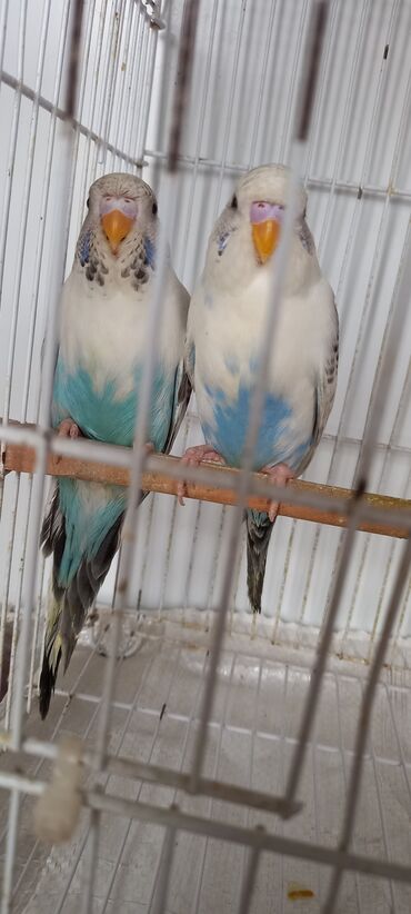 Tutuquşları: Cox gozel texas cinsi tutuquslar satilir bunlar ele bele valnist deyil — 3