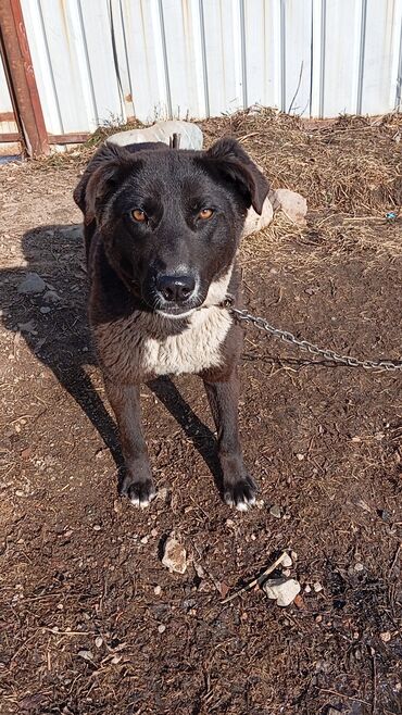акустические системы generic колонка в виде собак: Собака 🐶 отдам в хорошие руки БЕГАЕТ быстро ест мало копает много