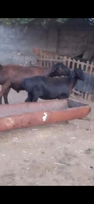 Qoyunlar, qoçlar: Cütü 450. AZN dişi boğazdır — 11