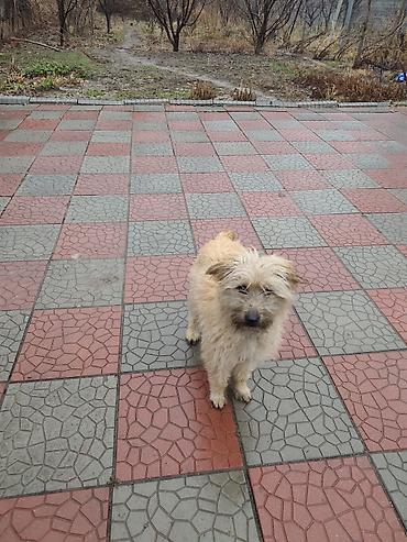 Продажа собак: 7 месяцев, Самец at lalafo.kg — 7 Продажа собак: 7 месяцев, Самец — 7