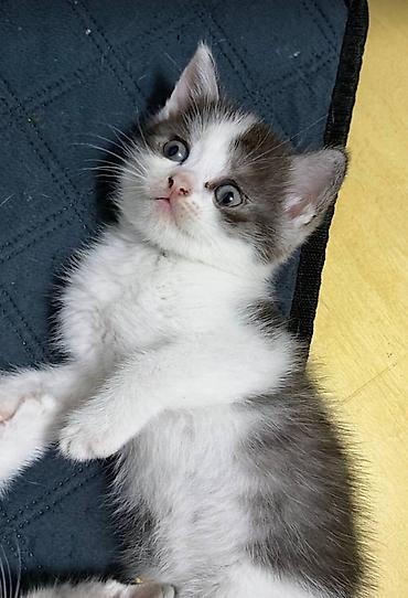 Ödənişsiz.British shorthair 2 ayliq erkək. Çox mehriban və şirin lalafo.az -da Ödənişsiz.British shorthair 2 ayliq erkək. Çox mehriban və şirin