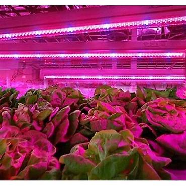 retro luster: GROW LED TRAKA ZA RAST BILJAKA 3:1 5050 DIODE 12V | *Brojni — 2