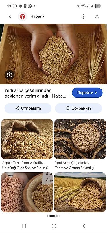 ferma işi 2025: Salam 0.50 qepik İmişlidedi oz heyetminin arpasidi — 1
