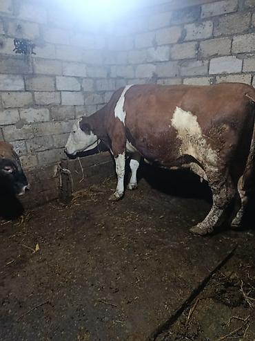 Mal-qara: Dişi, Simental, il: 1, 700 kq, Südlük, Ödənişli çatdırılma, Ünvandan götürmə — 3