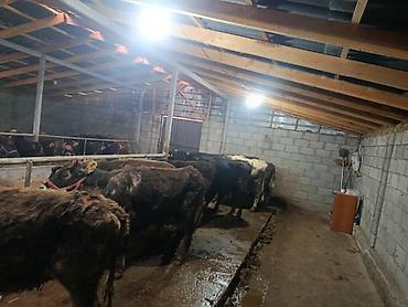 Коровы, быки: Продаю | Бык (самец) | На откорм | Привязанные — 4