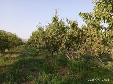 меняю на недвижимость: 100 соток, Для сельского хозяйства, Договор купли-продажи