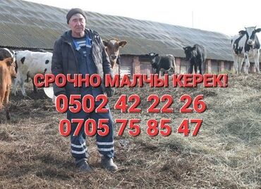 работа полировка: Требуется Пастух, Оплата Ежемесячно