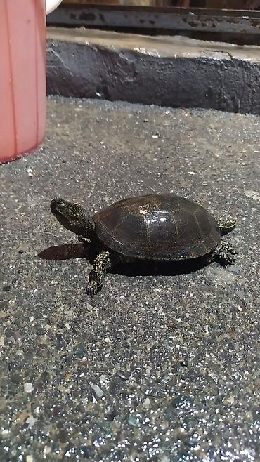 Аквариумы: Tısbağa 🐢🐢🐢🐢🐢 ünvan, Bakı şəhəri, Nizami metrosu yaxınlığında — 4