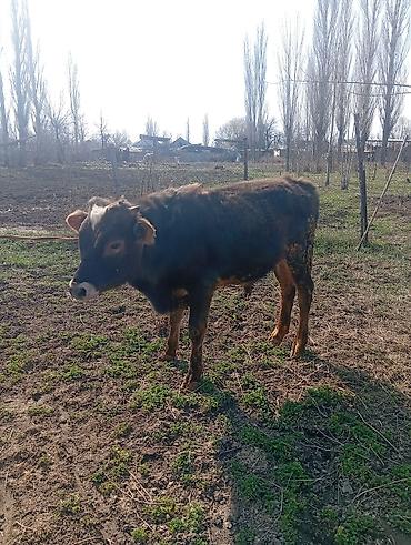 Коровы, быки: Продаю | Бык (самец) | На откорм | Привязанные — 5