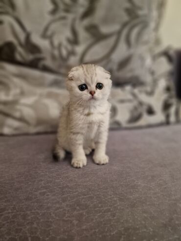 Pişiklər: Cins Paroda pişikləri. Şotland, Britan, Pers. Rəngləri də cür bə cür — 15