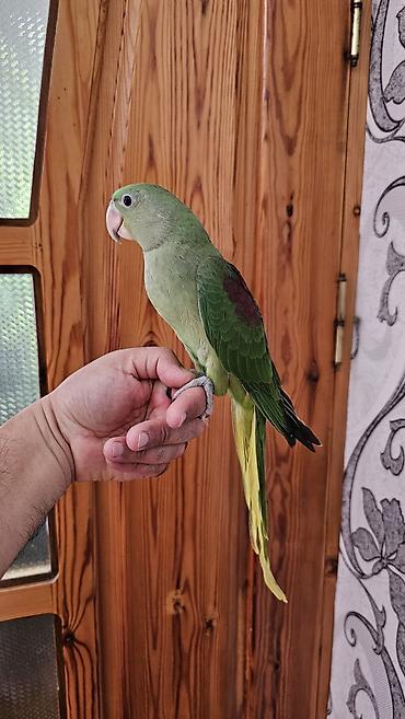 balaca pisik satisi: Aleksandr (parrot) cinsiyyəti dişidir əl quşudur– yaşıl tonlarda, uzun — 3