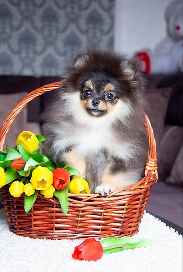 Продажа собак: Шпиц, 5 месяцев, Самец, С прививкой — 2