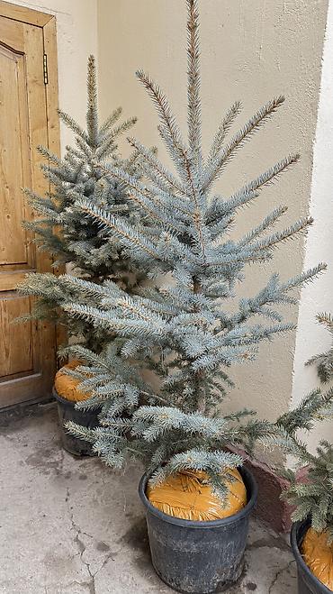 Ель: Продаются местные голубые ели пышной формы, с хорошим земляным комом — 9