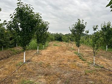 ev satisi gəncə: 3 otaqlı, 115 kv. m, Yeni təmirli — 8