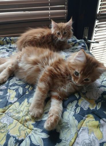 Mačke: Mace dugodlake – leglo prelepih mačića - Tip: kućne mačke dugodlake — 2