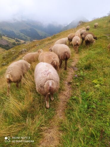 qurbanlıq quzu: Erkək ve dişi quzular diri çəki 9 manat