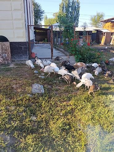 живой форел: Продаю | Индюшата — 4