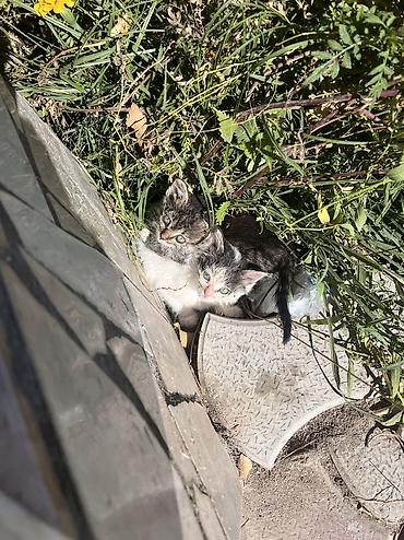 Табылган жана жоголгон мышыктар: Во дворе нашего дома бездомная кошка родила котят (их 4) . Самой кошки — 2
