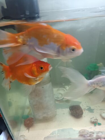 аквариум и рыбки: Продаю золотых рыбок 1 рыбка 500сом